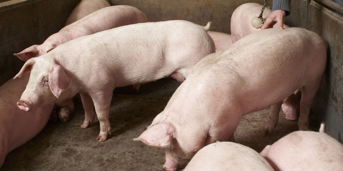 Keten duurzaam varkensvlees
